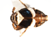 Habitus, dorsal view: !! display not done !! on Pissonotus flabellatus (Ball, 1903): (Observation).