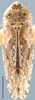 Habitus, dorsal view on Dixianus utahnus (Ball, 1909): Dixianus utahnus, dorsal habitus (BMNH). (Observation).