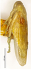 Habitus, lateral view on Batracomorphus (Batracomorphus) gracilis Li & Wang, 2003 now Batracomorphus (Batracomorphus) irroratus Lewis, 1834: (Observation).