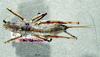 CollectionObject 1506719; 8374416d-c355-4d75-b2d0-9c30c6c49a30: female habitus dorsal view (holotype). (CollectionObject).