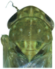 Head on Asymmetrasca reflexilis Liu & Zhang, 2014: Head and thorax. (Observation).