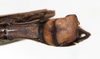 CollectionObject 1558657; 133da2a3-3d44-4789-86e5-4671977f2951: copyright NMW, Vienna. male: end of abdomen, dorsal view (syntype). (CollectionObject).;CollectionObject 1558658; d4fb1899-121f-4e8d-be5e-b67e32f58e28: copyright NMW, Vienna. male: end of abdomen, dorsal view (syntype). (CollectionObject).