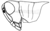 Leiotettix politus Rehn, 1913: Fig. 42. male head and pronotum, lateral view. (Otu).