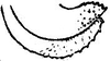 Arethaea phantasma Rehn & Hebard, 1914: Pg. 106, Fig 35 (after allotype). female ovipositor. (Otu).