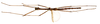 CollectionObject 1578597; 219e7698-1af5-4718-9672-3c56d415ae77: copyright ISNB, Brussels. male, ventral view (holotype). (CollectionObject).