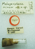 CollectionObject 1523719; 519b435f-35b2-46fc-a51c-912d11ca2028: labels (holotype). (CollectionObject).