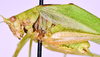 CollectionObject 1544492; UNCB ICN-MHN ORT 00888, 35302660-300a-4e71-97cc-a66843874a47: male, body detail, lateral view (holotype). (CollectionObject).