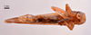 CollectionObject 1538195; ac9e4d28-d774-4b30-b540-1f70b4863b69: male, ventral view (holotype). (CollectionObject).