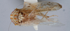 Habitus, dorsal view: !! display not done !! on T4412: Loeia Duan, 2017: (Observation).