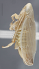Habitus, lateral view on Cyanidius cyanescens (Emeljanov, 1962): Lateral. (Observation).