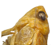 Head, lateral view on Biza craspa Kramer, 1962: Male holotype [USNM]: head and pronotum, lateral view. (Observation).