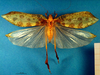 CollectionObject 1502595; 1d1f905e-417f-453d-9a06-a0204e507152: male, dorsal view. (CollectionObject).
