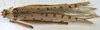 CollectionObject 1539780; 86b49412-2fe6-4e6e-a0b7-7a183eb2de32, MNHN-EO-ENSIF898: female dorsal (holotype). (CollectionObject).