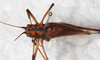CollectionObject 1565830; NMW 2206, 1fa96123-a115-49cd-bcf3-38c83057aa2d: male, dorsal view. (CollectionObject).