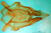 CollectionObject 1567477; 127f8291-efb9-4931-9e40-039aa375ca27: male, ventral view (paratype). (CollectionObject).