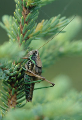 male (northwestern Ontario, July 2005). Depicts Sphagniana sphagnorum (Walker, 1869), an Otu.