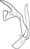 Aedeagus, lateral view on Eualebra helenae Dietrich, 2013: Aedeagus, lateral view. (Observation).