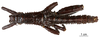 CollectionObject 1558736; 695dc27c-d78b-4c09-9608-1cde57ed85db: copyright MNHN, Paris. male, dorsal view (syntype). (CollectionObject).