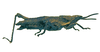 Pyrgomorphella sphenarioides Bolívar, 1904: female, lateral view (Eritrea). (Otu).