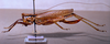 CollectionObject 1541574; 3751ded4-4b96-4f76-8574-bd1e2b3bd7d0: female habitus lateral view (topotype). (CollectionObject).
