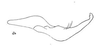 Stylus: !! display not done !! on Paraceresa bifasciata (Fairmaire, 1846): (Observation).