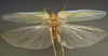 CollectionObject 1505875; f5f0bdb1-f77b-4cc5-8c36-d8d7c727e2a1: male, dorsal view (syntype of Plagiopleura arbustorum). (CollectionObject).