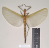 CollectionObject 1562259; 254d0a21-a3c9-48b5-b63c-04fff24f039f: copyright Natural History Museum, London. female of Phasma tithonus (synytpe). (CollectionObject).