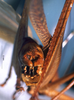 CollectionObject 1516501; ead523d2-5672-4346-b9ac-d96dd1b0f068: male abdominal apex (paratype). (CollectionObject).