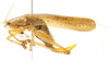 CollectionObject 1578299; f06930a0-692c-4329-83aa-4e227e97bfba: female, lateral view. (CollectionObject).