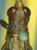 Leatettix laticornis Dirsh, 1956: male, head and pronotum, dorsal view. (Otu).