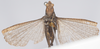 CollectionObject 1532590; 2904c6e4-5fe5-4807-a28e-6298c7eb22db: female, frontal view (holotype). (CollectionObject).