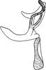 Aedeagus, lateral view on Chelidinus cinerascens Emeljanov, 1962: Aedeagus, lateral view. (Observation).