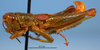 CollectionObject 1513187; a1d2d574-b555-46fb-a157-4ddb8e946978, MLP3610/1: male, lateral view (paratype of Jivarus albolineatus Ronderos). (CollectionObject).