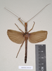 CollectionObject 1557056; a5922607-3adb-4ec4-9f31-7a4459a8d2e8: copyright Natural History Museum, London. male (holotype). (CollectionObject).