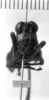 CollectionObject 1530135; 559c83d8-e095-4bbe-93d2-9ec08042a382: Image Carbonell, C.S. female, frontal view (syntype). (CollectionObject).