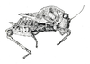 Nesotettix samoensis Holdhaus, 1909: Fig. 41 (after holotype). female, lateral view. (Otu).