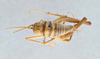 CollectionObject 2765490; 57d30d2f-8d38-4e5c-bfc8-8908990a2b2a, CNCI 311955: Ceuthophilus (Ceuthophilus) williamsoni. Dorsal view. (CollectionObject).