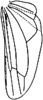Hind wing: Hind wing (C. cinerea Dwor.). (Observation).