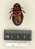 CollectionObject 1572998; bff4a4d6-920b-49da-a0a9-dd2dc8df94de: Copyright Natural History Museum, London. Non-type (adult female) in BM(NH). Ventral view. (CollectionObject).