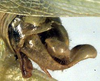 Amyttopsis vinculata Beier, 1965: male cerci (paratype). (Otu).