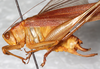 CollectionObject 1566623; 0080e846-e5a0-48d8-a109-f977e5e2d501: male, lateral view. (CollectionObject).