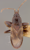 CollectionObject 1593518; c72edcb3-81d0-4495-9c73-888dbd5e6872: Thylochromus nitidulus HOLOTYPE (NMNH) - (CC BY-NC 3.0) - Photo by Pablo M. Dellapé with permission from the National Museum of Natural History (NMNH), Smithsonian Institution, Washington, D.C. (CollectionObject).