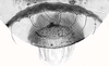 Connective.: !! display not done !! on Anoecia (Anoecia) cornicola (Walsh, 1863): Hairs on abdominal tergite VIII. (Observation).