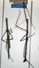 CollectionObject 1561750; NMW 343'', 66debf30-7e2a-4355-89e6-0f46514c66fc: copyright NHMW, Wien. male (lectotype) [on right - incorrectly placed beneath regula]. (CollectionObject).