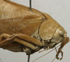 CollectionObject 1535909; a1afe190-6b0b-40b0-83dc-e5bb08544a97: female pronotum, lateral view (syntype of S. olivaceoviridis). (CollectionObject).