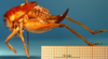 CollectionObject 1530779; 946e1225-15b6-4f14-ad05-3df322d11c4a: female, lateral view (syntype). (CollectionObject).