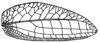 Mioacris nieuwenhuisi de Jong, 1939: Fig. 40. female right tegmen (48.5 mm). (Otu).