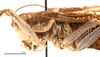 male head and pronotum, lateral view (holotype). Depicts CollectionObject 1475599; c97e7739-249b-4dae-bf76-d02f6a7dd1c7, a CollectionObject.