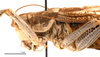 CollectionObject 1475599; c97e7739-249b-4dae-bf76-d02f6a7dd1c7: male head and pronotum, lateral view (holotype). (CollectionObject).