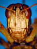 CollectionObject 1521414; fe68ce02-3220-4202-9f87-e3c6ad6f8a03: male, frontal view (holotype). (CollectionObject).